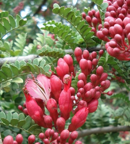 Schotia afra var. afra wing-like petals
